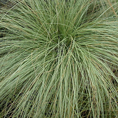 Осока власовидная "Амазон Мист Колорграсс"(Amazon Mist Colorgrass)